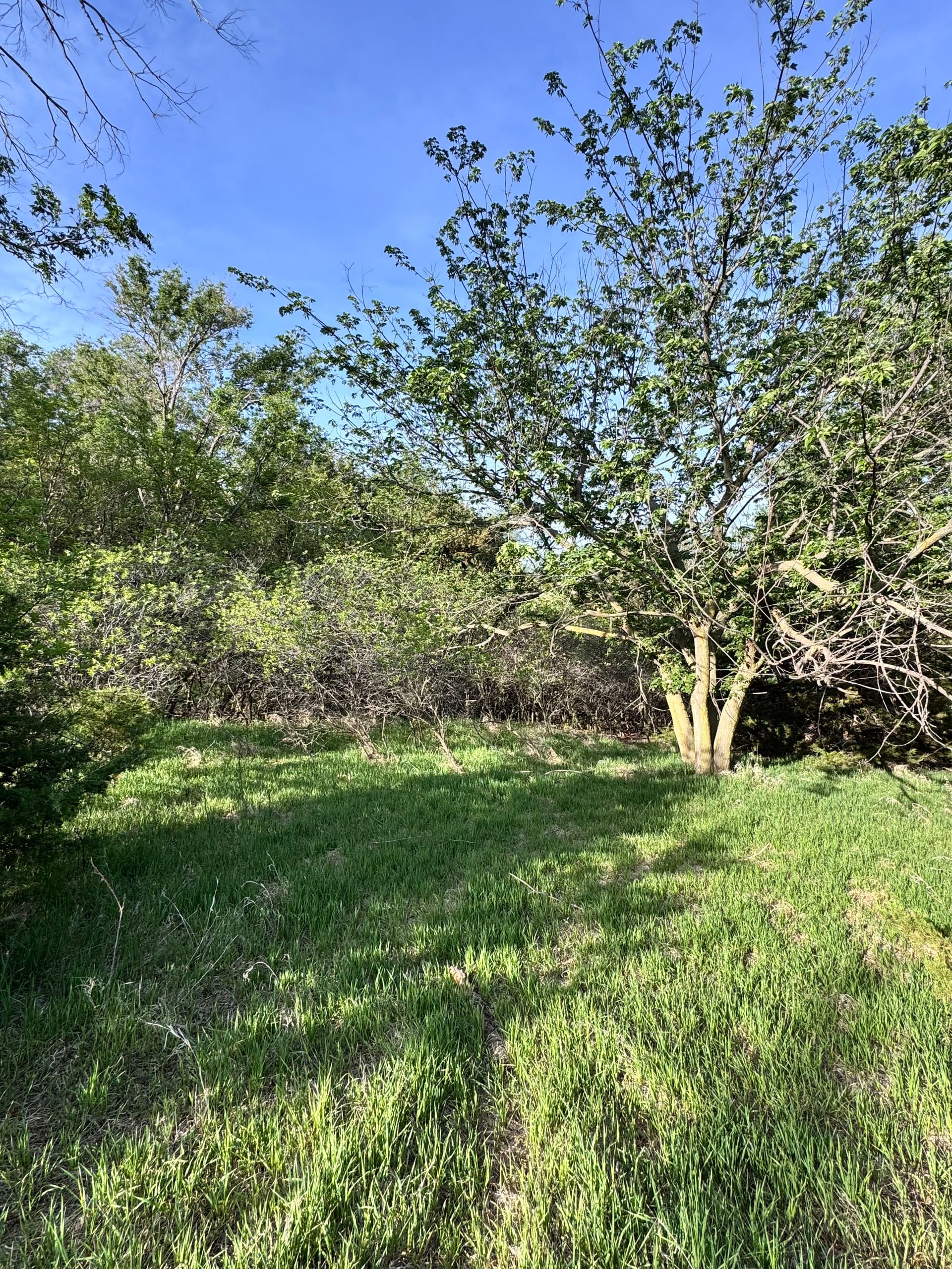Gallery photos for Turning Overgrown Acreage Into Usable Space in Kearney NE: Image #1
